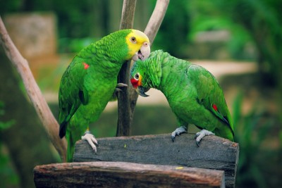 Amazona_.JPG