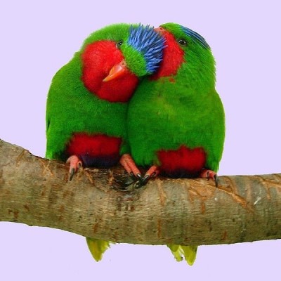 600px-Vini_australis_-two_on_a_perch-8a-4c.JPG