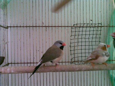 18122009(009) (Small).jpg