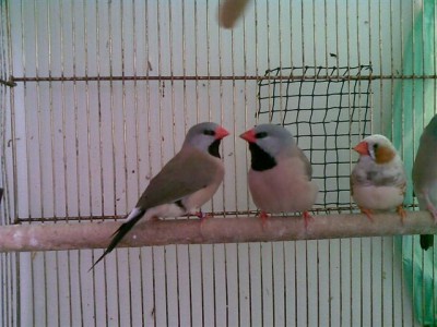 18122009(011) (Small).jpg