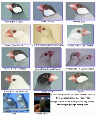 java_finch_mutations.jpg