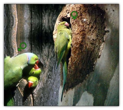 %20-%20Psittacula%20krameri.jpg