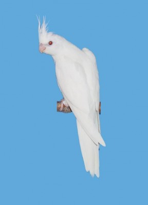 white face lutino 054-1.JPG