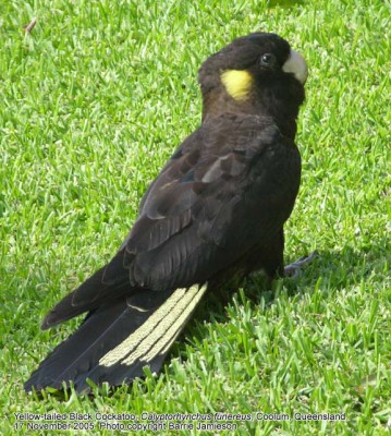 yellow_tailed_black_cockatoo_01.jpg