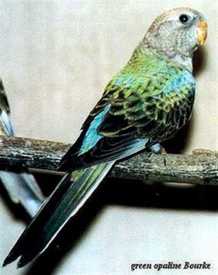 בורקיס ירוק