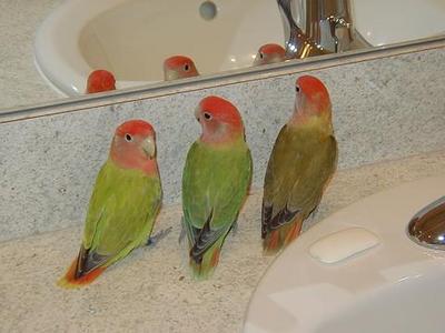 opaline.jpg