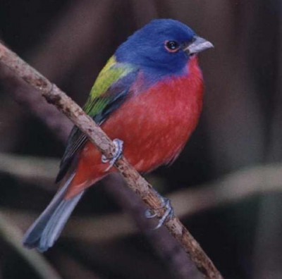 מצויר (Small).jpg