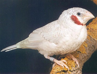 שחוט (Small).jpg