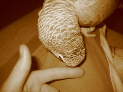 195.jpg (110.54 KiB) נצפה 3659 פעמים אחרי ליטוף