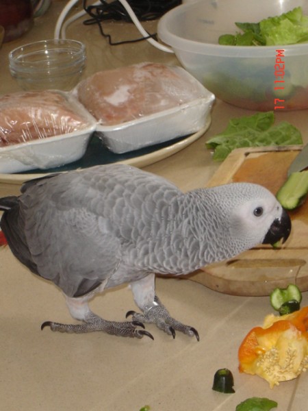 נזק בעלת הבית