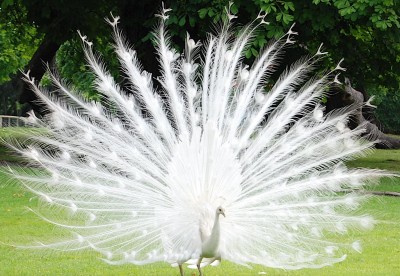 12albino-peacock.JPG