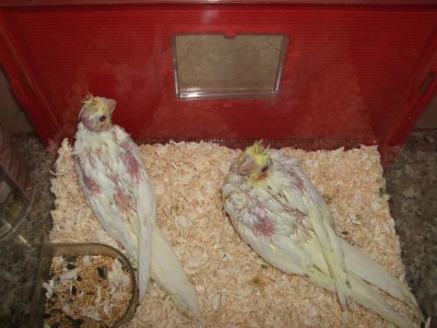 ניצוי לאחר שבוע