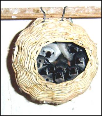 050725_203136-20836_Chicks2.jpg