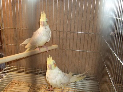 ניצוי כמעט 100%.JPG