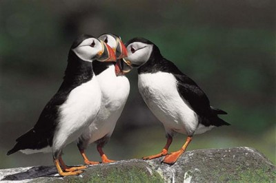 תוכי ים (Small).jpg