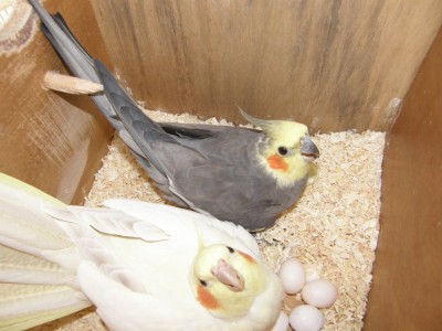 ד"ש מבר וברוך! :)