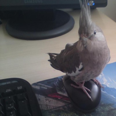 תמונה של צ'יקו :D