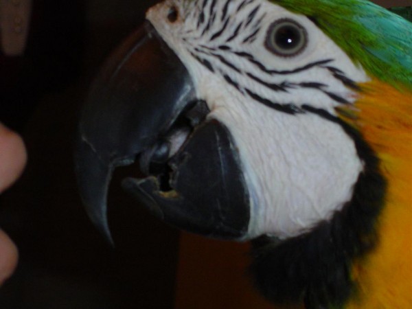 המקור הבעיתי