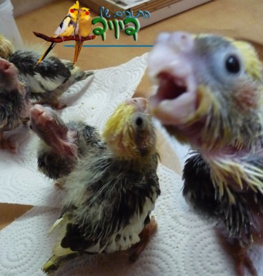 may5.jpg