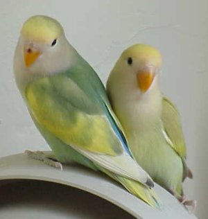 pied violet peachfaced babies.jpg