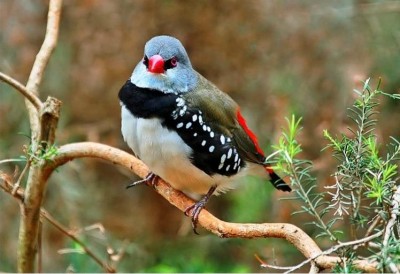 דיימונד פינק - Diamond finch.jpg