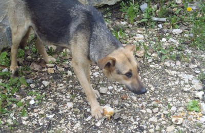 כלב רעב שפגשנו