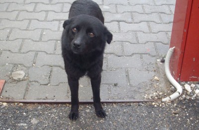 עוד כלב חמוד שפגשנו