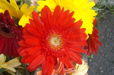 אני חולה על צילומים של פרחים אז צילמתי כמה