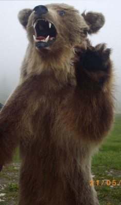 ברומניה יש הרבה דובים ולפעמים בלילה הם יוצאים לחטט בפחים, כמובן שרצוי לא להיות בקרבתם כי אחר כך תהפוך לשניצל. מחצית מהם תפסו אבל המחצית השניה עדיין מסתובבים ביערות. זהו דב מפוחלץ