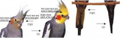 cockatiel.normal.grey.pair.jpg