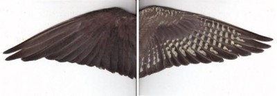 מימין, כנף של נקבה, משמאל של זכר.