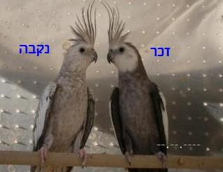 cockatiel.whiteface.pair.jpg