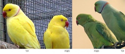 מימין זוג דררה רגיל, משמאל מוטציה צהובה.