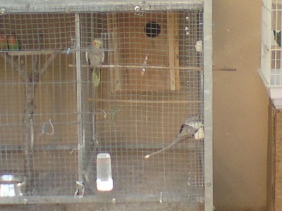 צד ימין למטה איפה שהקוקטליים