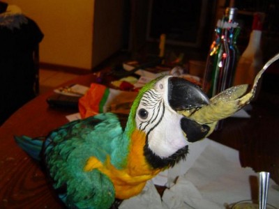 זאזולינה וכף הכסף.במשפחה שלי רק התוכי אוכל מכף כסף עם מונוגרמה.האצילות מחייבת