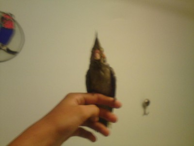 הקוקטייל שוקו