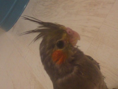 עוד אחת של שוקו