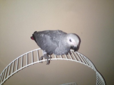 הגאקו קוקו !!!!!!