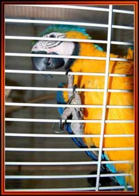 והינה הוא כבר על האצבע.