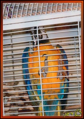 הניסיון לפרוץ את השאקל.