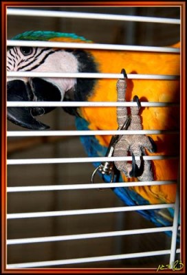 והינה הוא כבר על האצבע (תמונת תקריב).