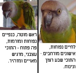 maxagg2.jpg