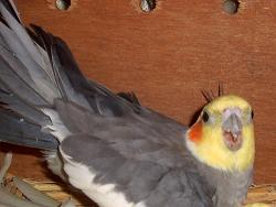 Cockatiel.jpg