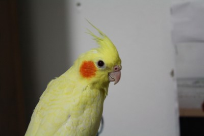 פיצ מדגמן גב,שימו לב לפסים על הנוצות