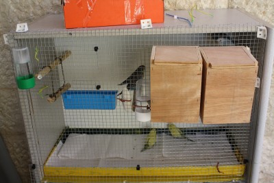 הכלוב+התוכונים,הכנתי הכל לבד