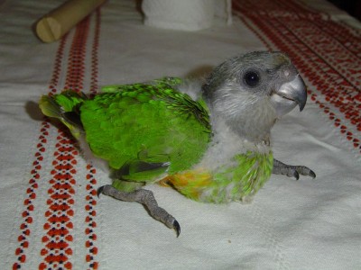 כשהבטן מלאה העולם נראה אחרת