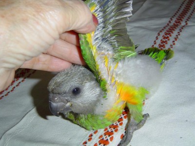 יש לו כבר  "כיסוי" לא מפחד מועדת חקירה