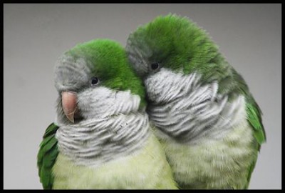 Quaker_parrot_by_la_niebla.jpg