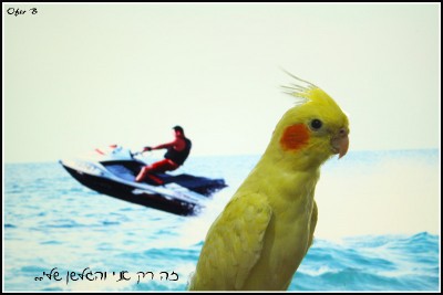 פיצ,זה רק אני והגלשן שלי