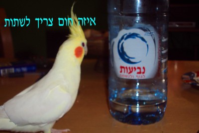 מרקו ביץ.jpg